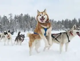 Plan je reis naar Lapland vanaf nu!