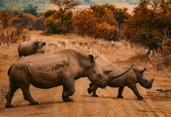 Safari