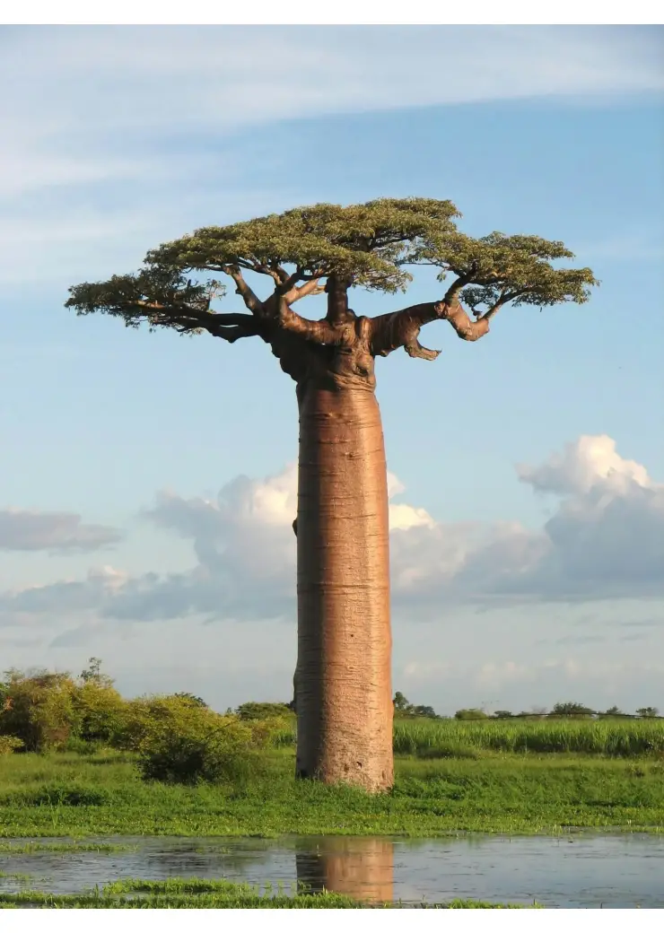 De reis van je dromen naar Afrika