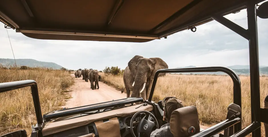 Op safari in Zuid-Afrika, een reis om nooit te vergeten. 