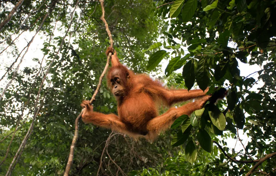 17-daagse rondreis door Sumatra