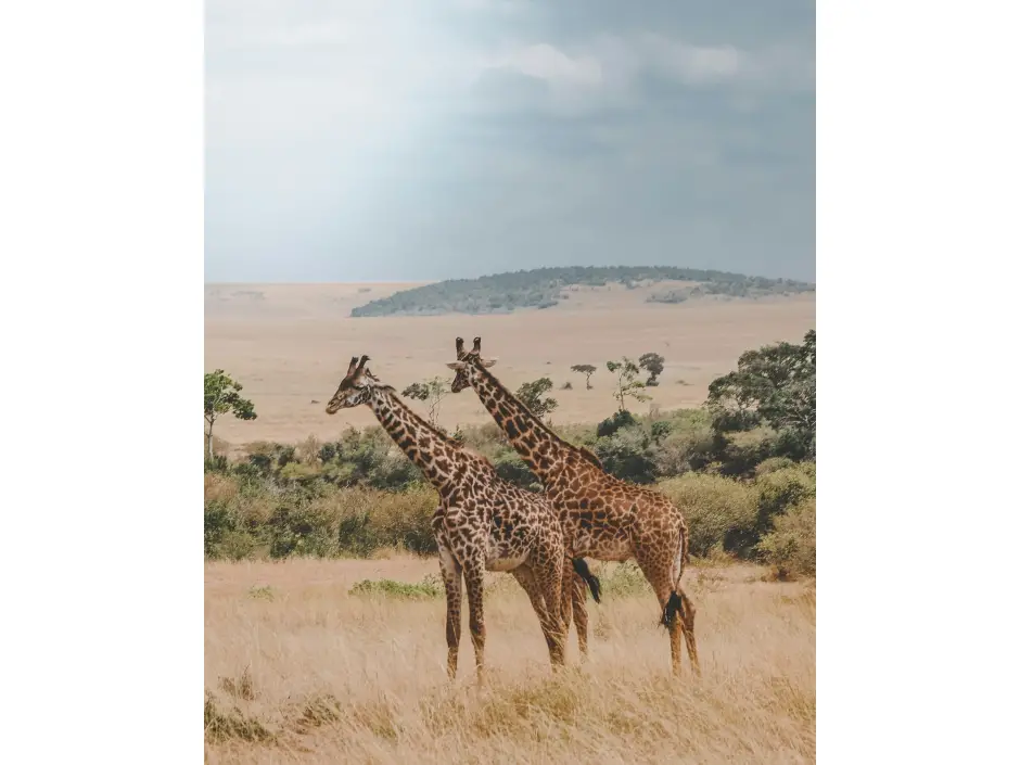 Op safari in Zuid-Afrika, een reis om nooit te vergeten. 