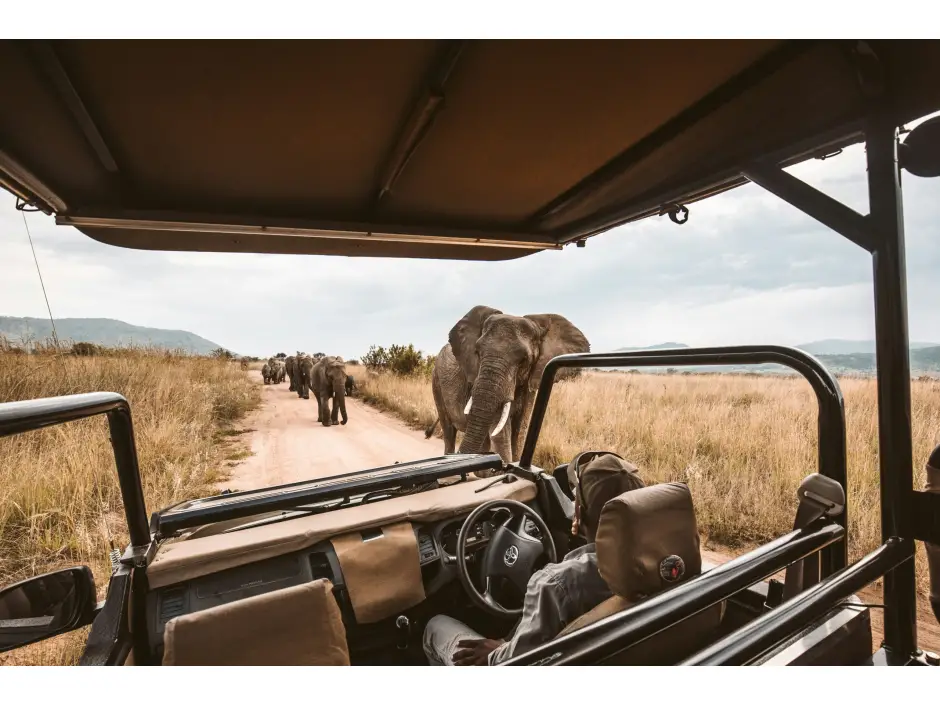 Op safari in Zuid-Afrika, een reis om nooit te vergeten. 