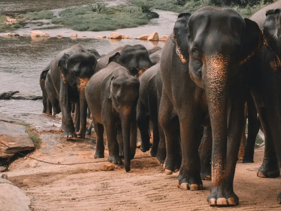 Sri Lanka laat je keer op keer verrassen.