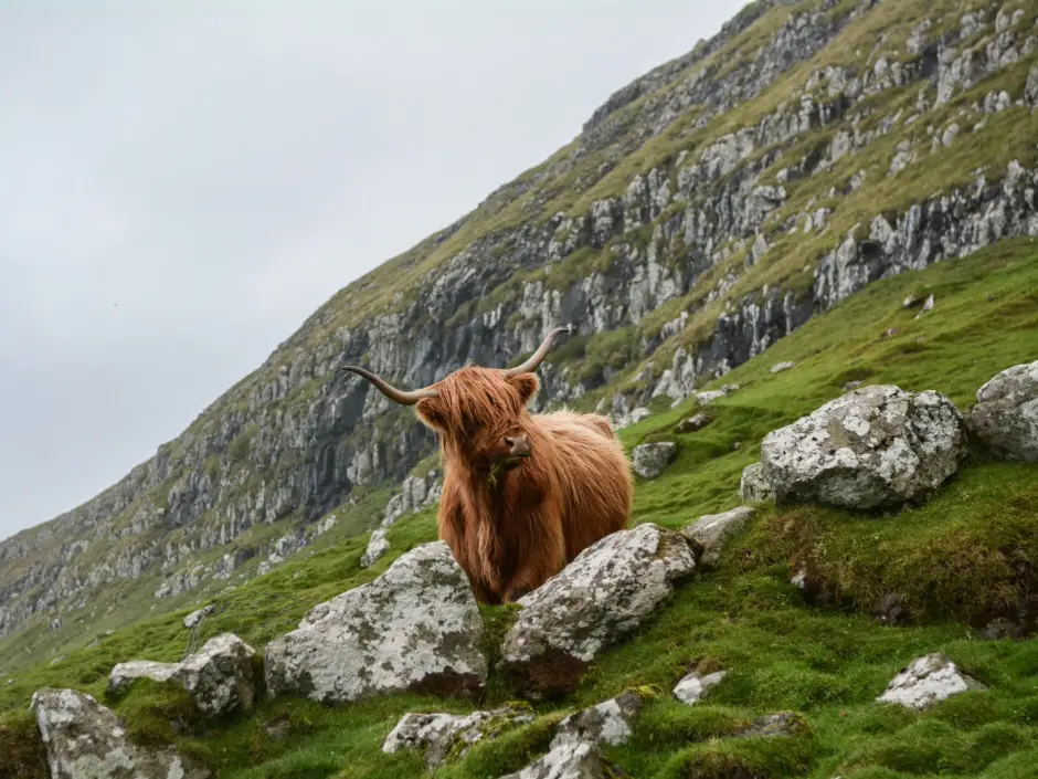 Ruige natuur, eeuwenoude kastelen en eindeloze vrijheid in Schotland.